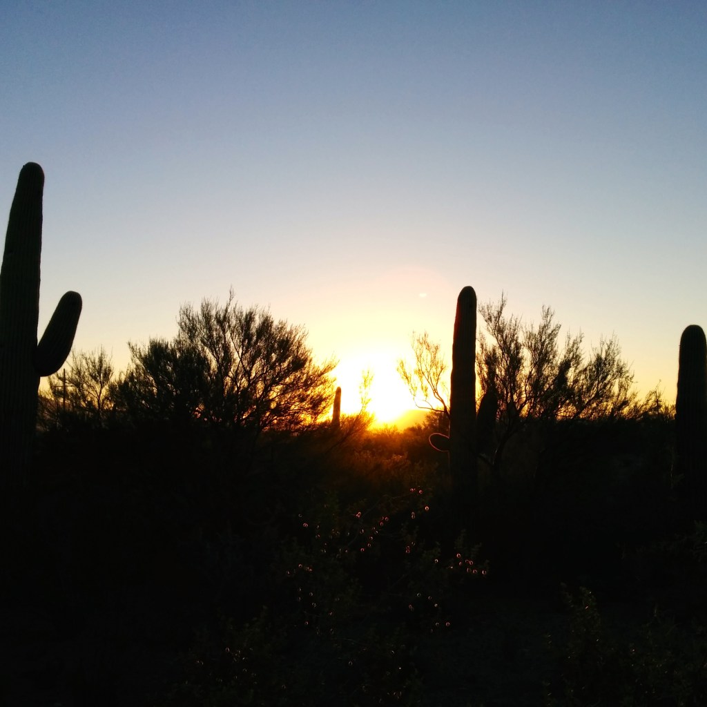 saguaro-morning